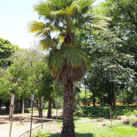 Palmeira-washingtonia