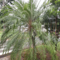 Palmeira-fênix